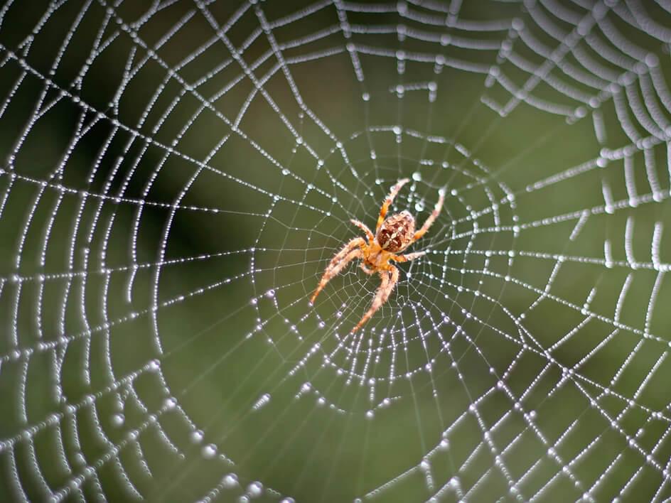 Ученые нашли вымерший вид хвостатых пауков‍